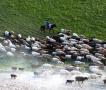 新疆伊犁河生态优良河边牛羊成群