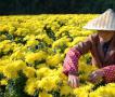 安徽黄山古村金菊盛开 花农采花忙