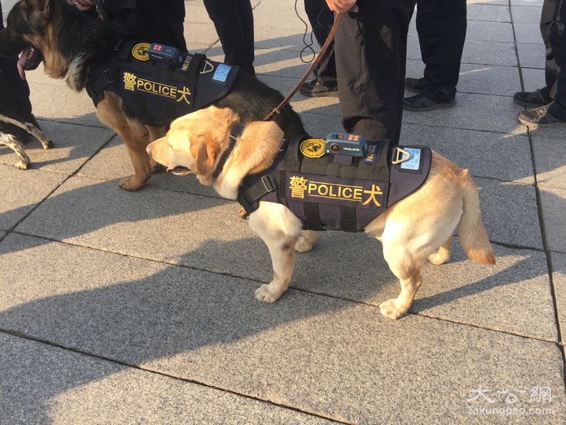 狗年的全国两会上的安检狗狗们